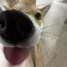 두부